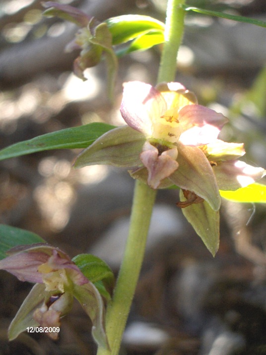 Epipactis atrorubens